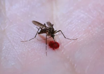 Aedes aegypti, arbovírus