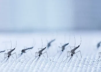 surto, epidemia, infecção, doença transmitida pelo mosquito, casos da doença, mortes pela infecção, emergência, vacinação, campanha de imunização