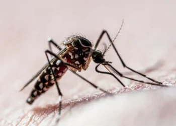 febre do dengue, doença da dengue, febre hemorrágica