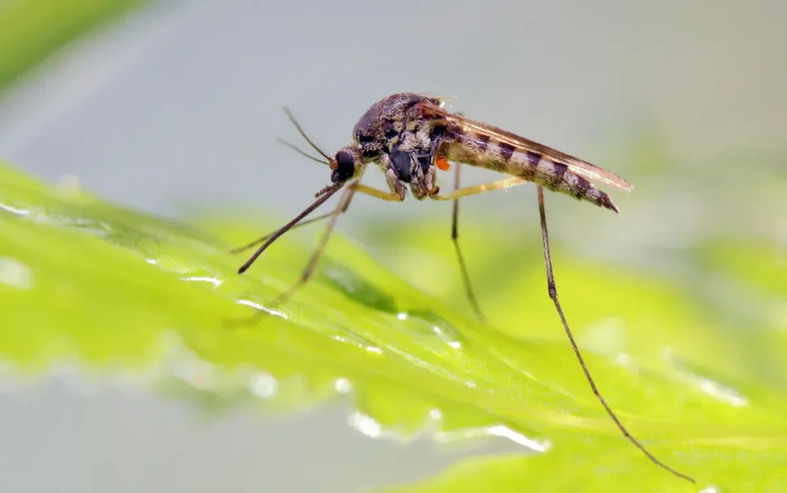 epidemia, incidência, casos, transmissão;