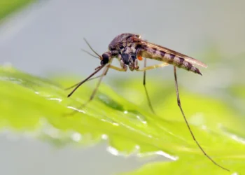 epidemia, incidência, casos, transmissão;