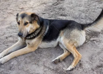 cachorro de rua, animal abandonado, canino errante