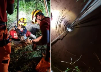 brigadistas, combatentes de incêndio, socorristas