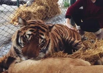 zoológico, zoológico de Luján