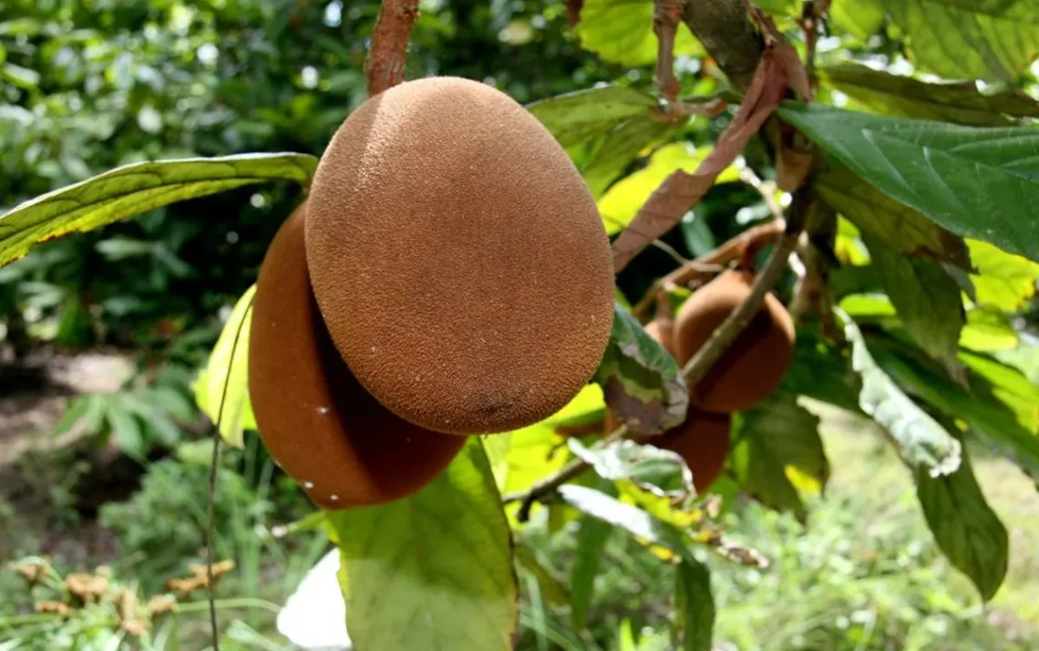 produção de alimentos no espaço;