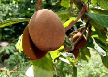 produção de alimentos no espaço;