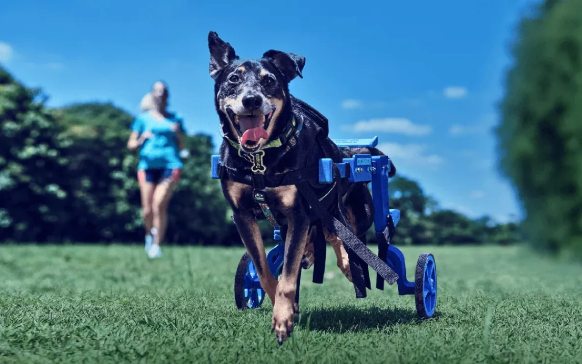 esportivas para cães, cães com deficiência;