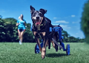 esportivas para cães, cães com deficiência;