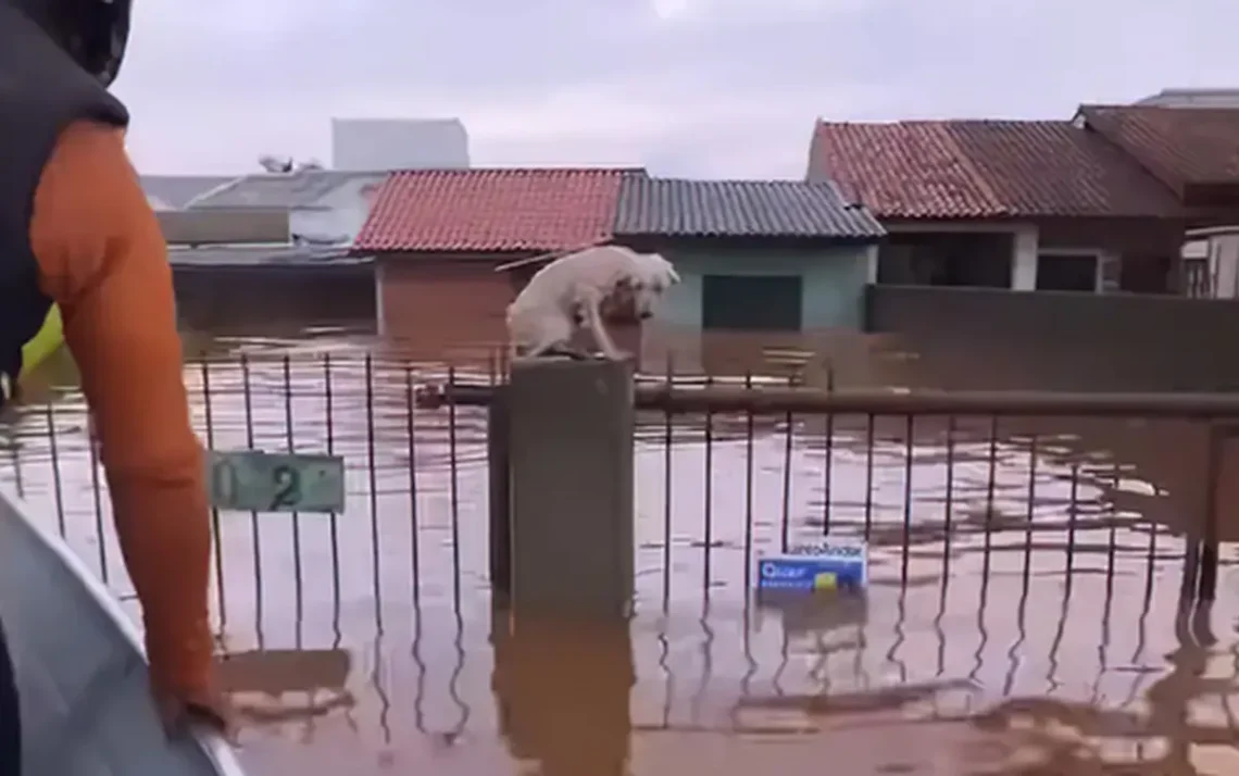 animais, afetados pelas, enchentes, animais, deixaos para, trás por, enchentes, animais, resgatados;