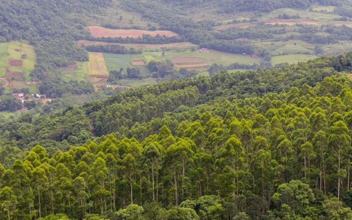 plantio, de eucalipto, bosques, de eucalipto, áreas florestais de, eucalipto;