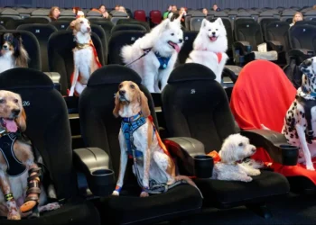 cinema, sala de cinema, pet-friendly;