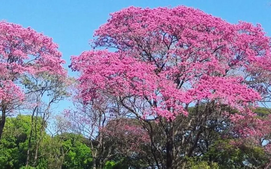 árvores, vegetação, plantas;