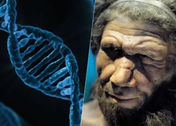 ancestrais, Neandertais, genes, neandertais, genética, herdada dos, Neandertais;