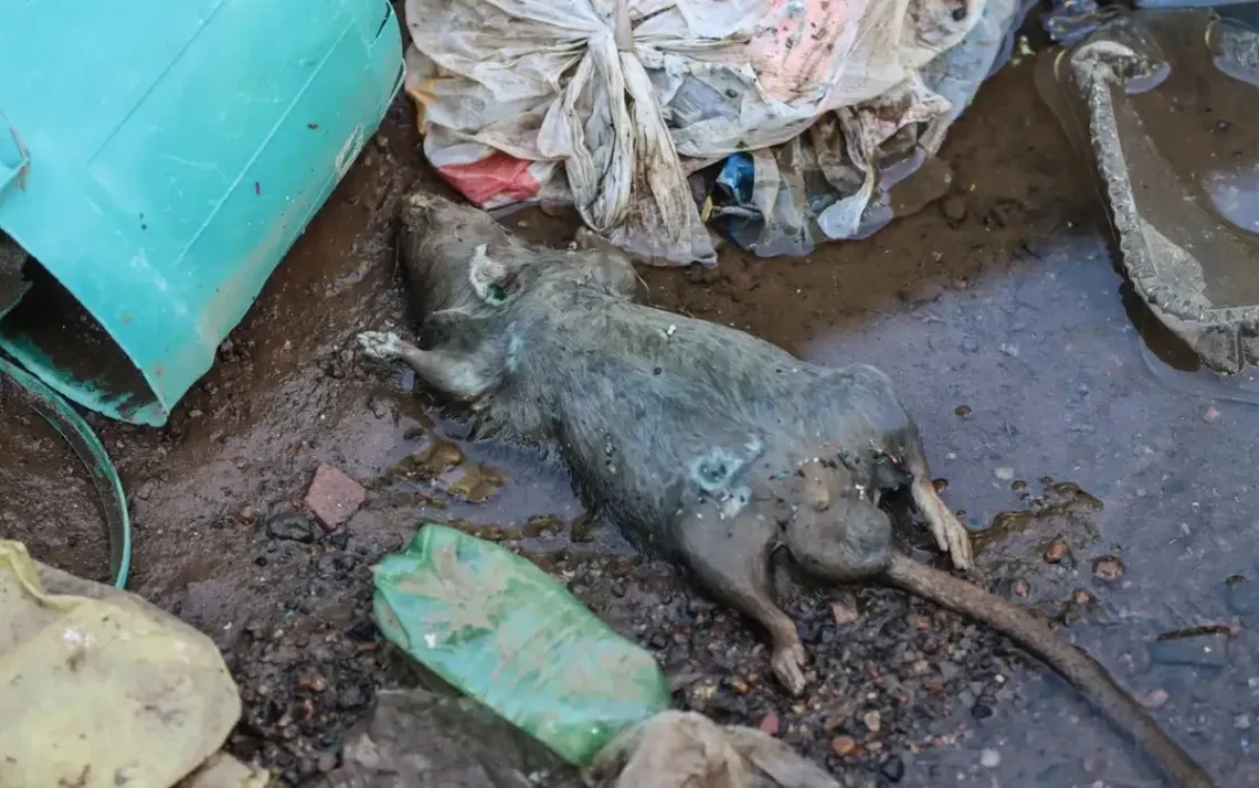 doença, transmitida água suja, bactéria, presente em água, sintomas, tardios leptospiose;