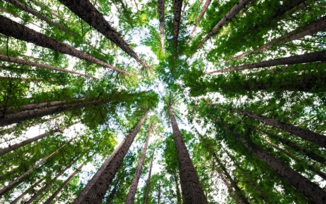 reflorestamento, verde, plantio, de arvores, restauração, de areas, verdes;