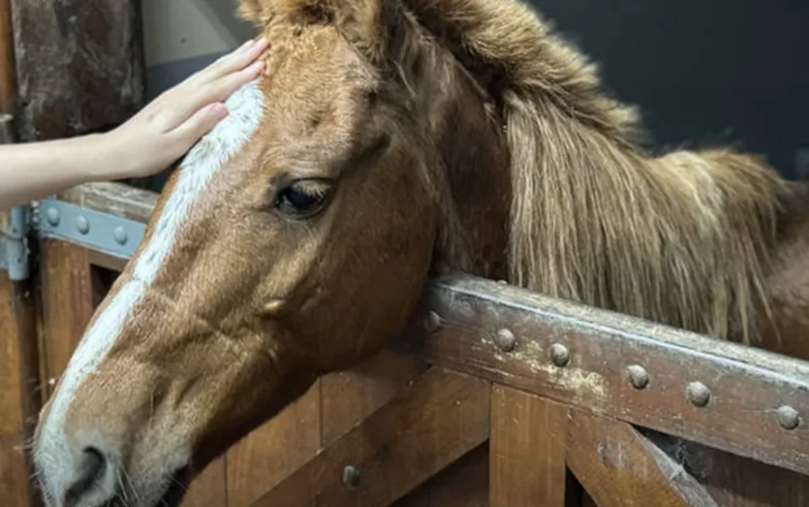 Cavalo Caramelo, resgatado em telhado após enchente no Rio Grande do Sul Foto: Divulgação/Ulbra - Todos os direitos: @ Terra