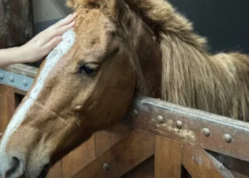 Cavalo Caramelo, resgatado em telhado após enchente no Rio Grande do Sul Foto: Divulgação/Ulbra - Todos os direitos: @ Terra