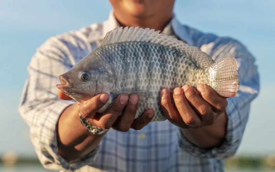 peixe, verdeiro;