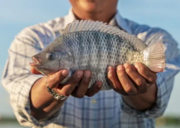 peixe, verdeiro;