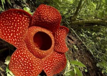 flor, cadáver, maior, Rafflesia, carrega;