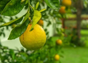 limão, frutos, cítricos;