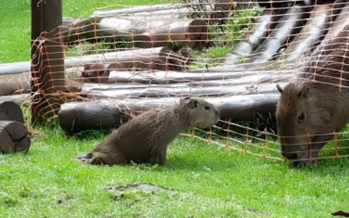 DOENÇA: Filhote de capivara apresenta paralisia das patas traseiras poucos dias antes de morrer por encefalite causada pelo vírus da raiva no litoral de São Paulo  (Fundação Florestal/Divulgação) - Todos os direitos: @ Veja Abril