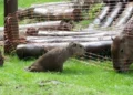 DOENÇA: Filhote de capivara apresenta paralisia das patas traseiras poucos dias antes de morrer por encefalite causada pelo vírus da raiva no litoral de São Paulo  (Fundação Florestal/Divulgação) - Todos os direitos: @ Veja Abril