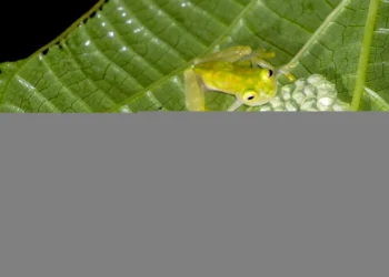 rãs, salamandras, cecílias, cobras-cegas;